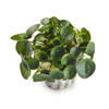 Pilea Online