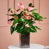 Pink Flamingo Flower in Vase