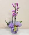 Pink phalaenopsis orchid Online