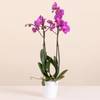 Pink Premium Orchid Online