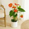 Red Anthurium Online