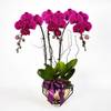 Royal prosperity Purple Phalaenopsis Online