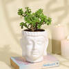 Serene Jade Plant in a  Buddha Planter