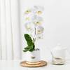 Gift Serene White Orchid In Minimal Box