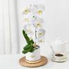 Buy Serene White Orchid In Minimal Box
