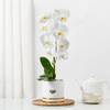 Serene White Orchid In Minimal Box