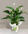 Spathiphyllum Online