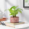 Buy Terracotta Charm Money Plant