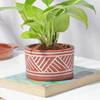 Shop Terracotta Charm Money Plant