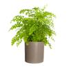 Venus Hair Fern Online