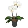White Orchid Phalaenopsis Online