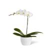 Gift White Orchid Planter