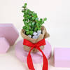 Gift Wrapped in Jade's Love Plant