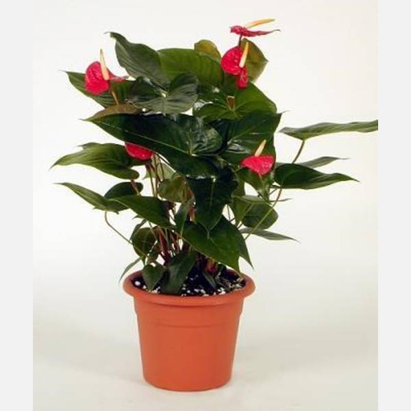 Anthurium