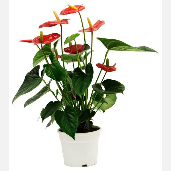 Anthurium