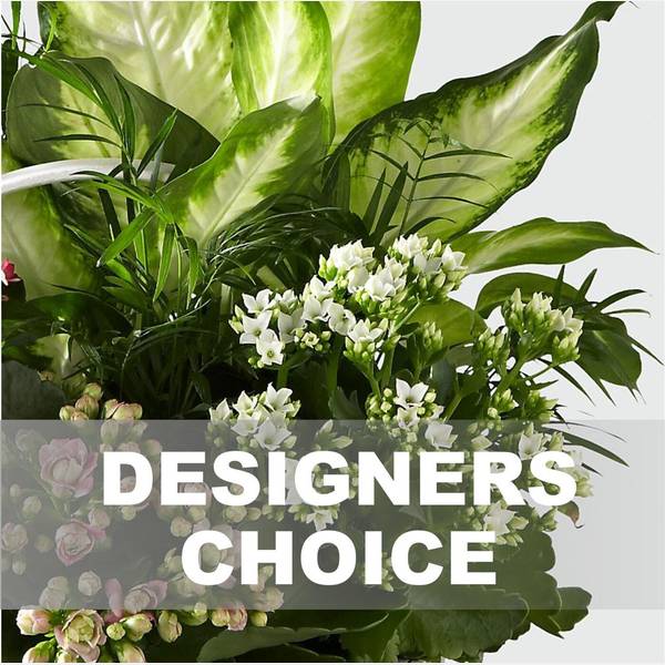 Arrangement of Plants