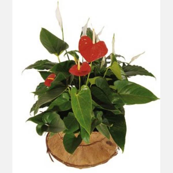 Arrangement of Plants