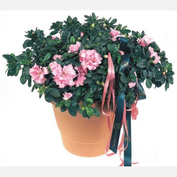 Azalea Plant