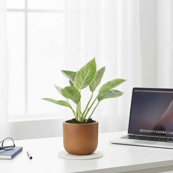 Birkin Bliss In Terracotta Charm