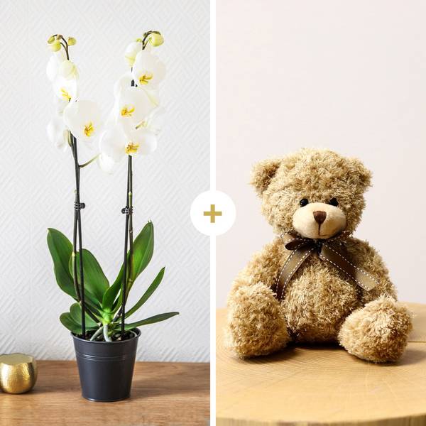 Candide et ourson - Orchid and teddy bear