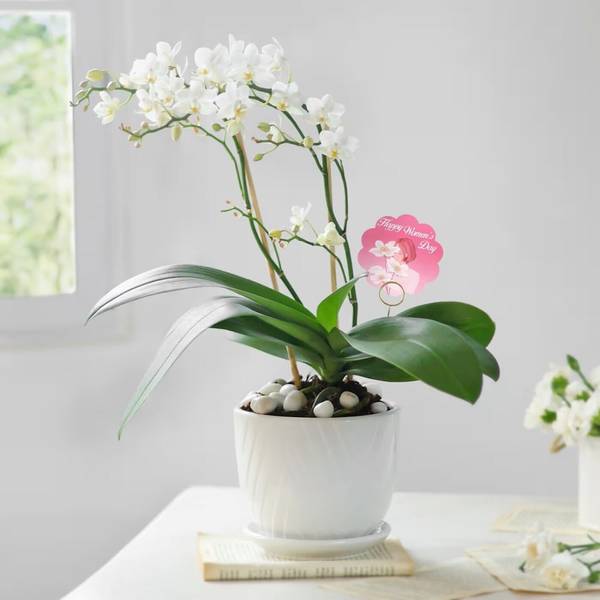 Celestial White Orchid