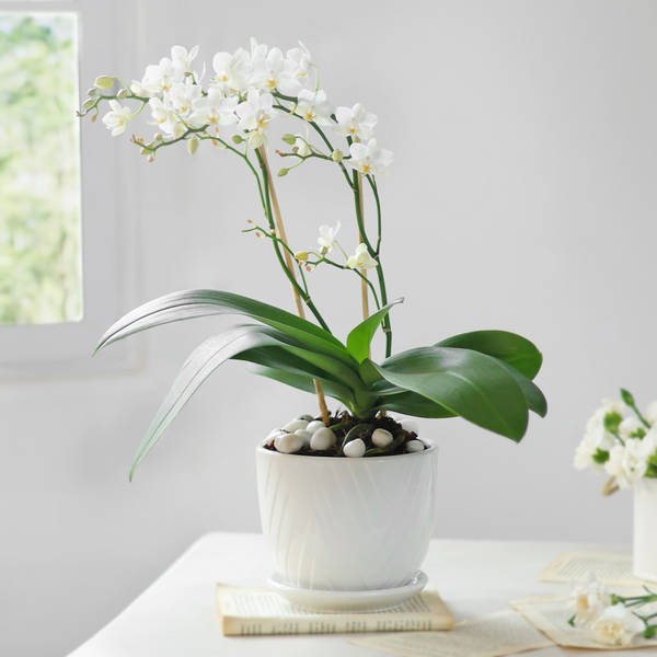 Celestial White Orchid