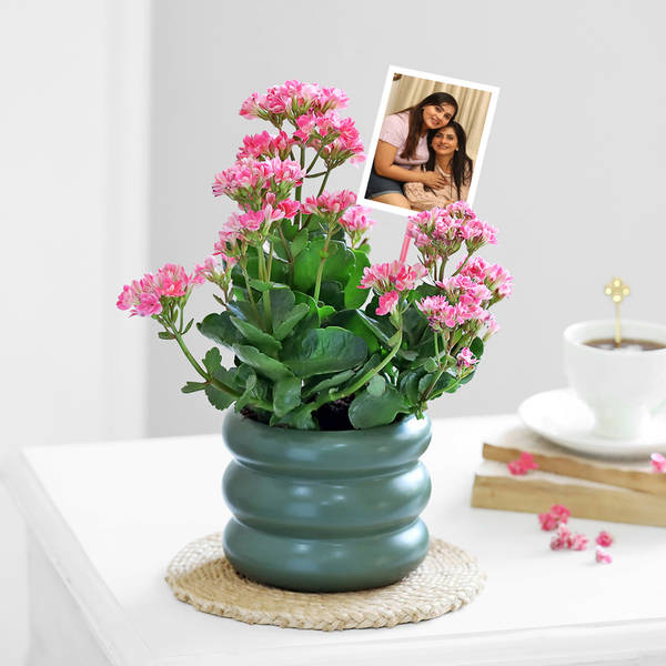 Charming Mother's Day Kalanchoe Plant