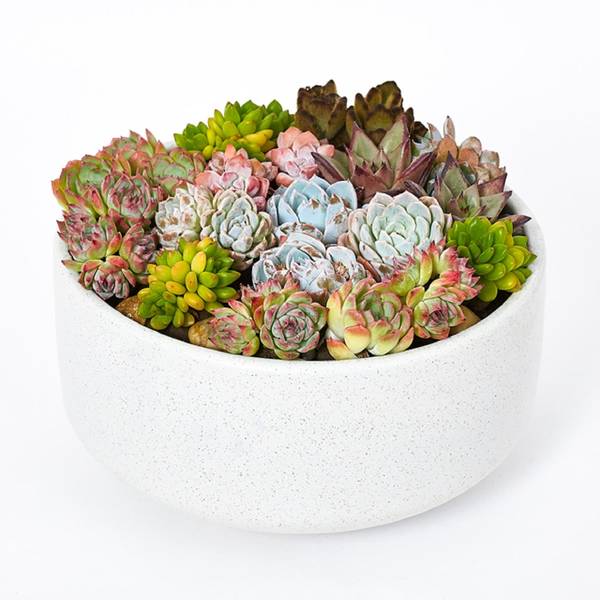 Luxurious Succulent Garden