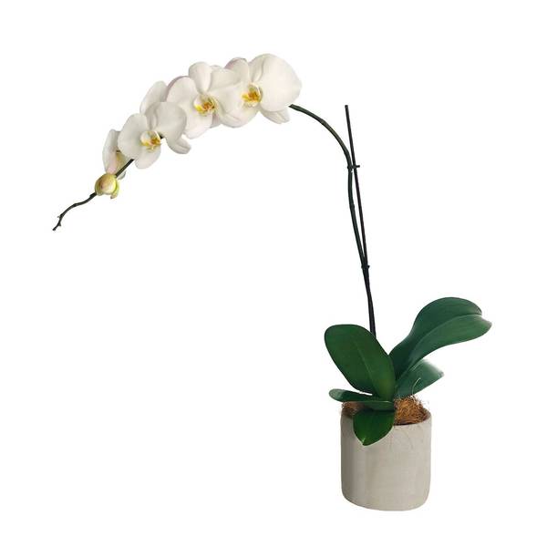Moth Orchid