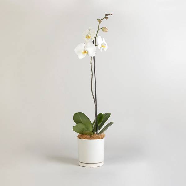 Moth Orchid