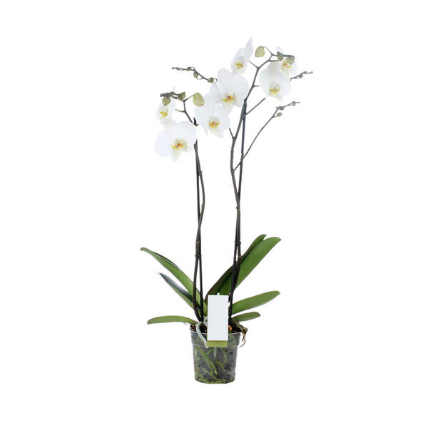 Orchidplant