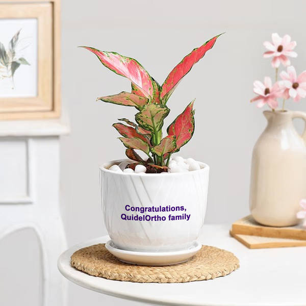 Ortho Aglaonema Pink Beauty Plant with Ceramic Planter