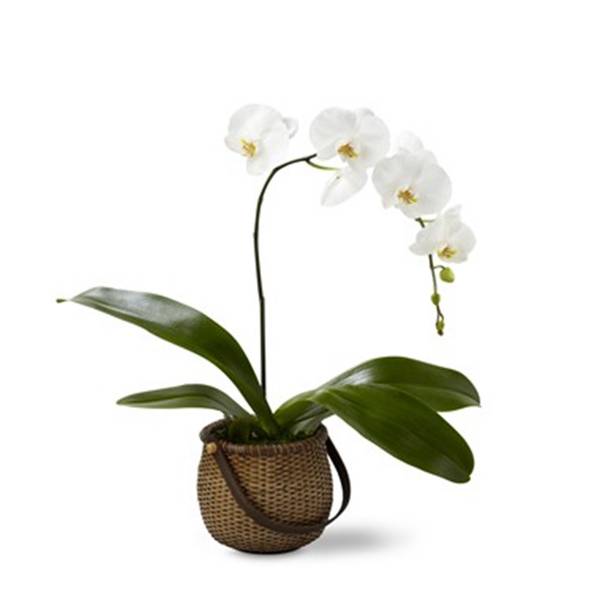 Phalaenopsis Orchid