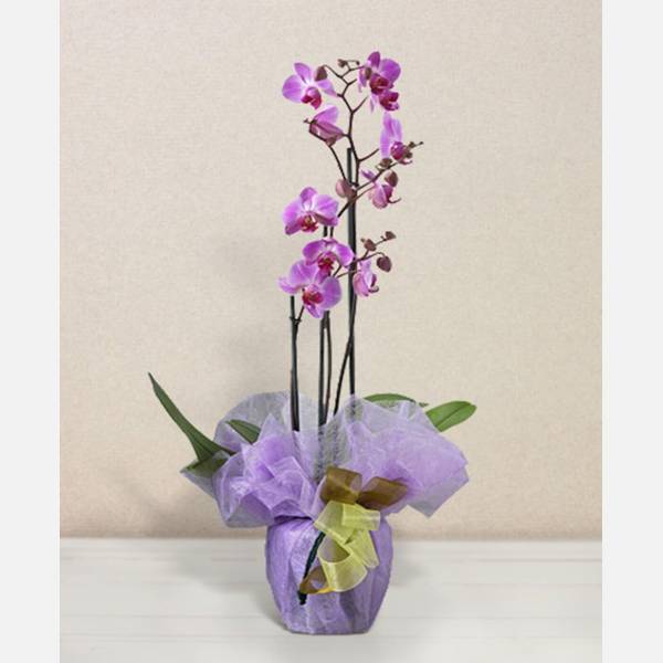 Pink phalaenopsis orchid