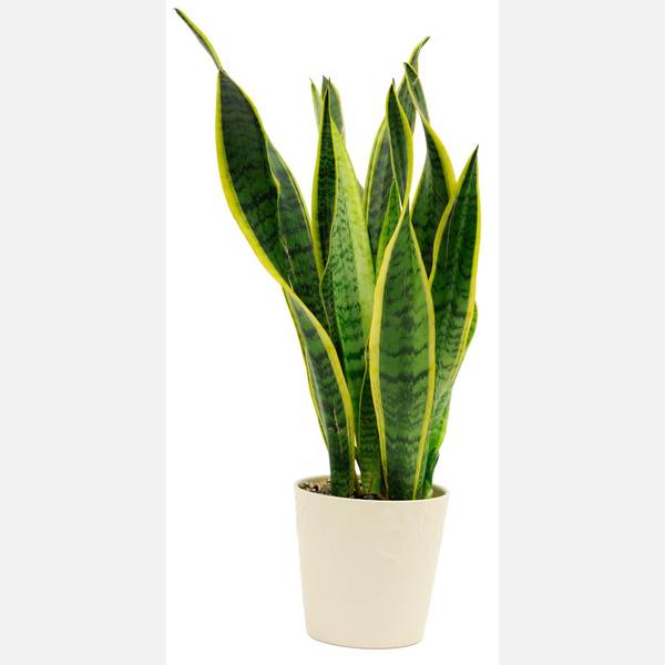 Sansevieria