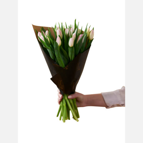 Soft Pink Tulips 240122