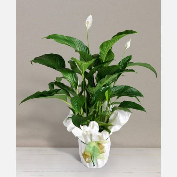 Spathiphyllum