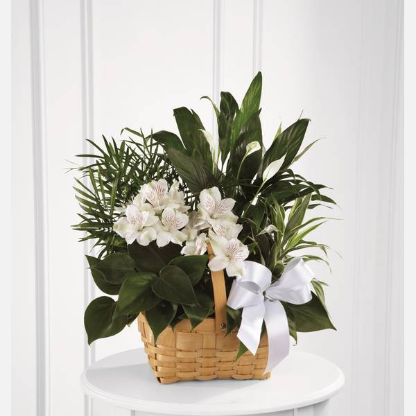 The FTD Peace And Serenity Dishgarden