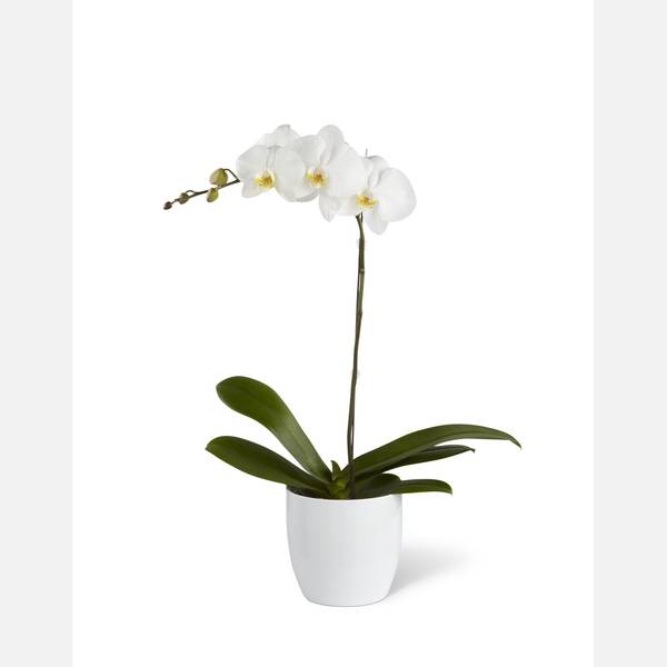 White Orchid Planter