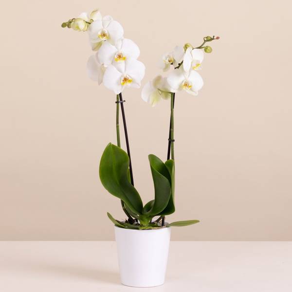 White Orchid - Premium Orchid Plant